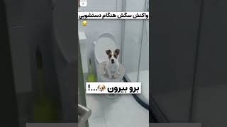 The Dog In toilet funny doglovers dogshorts puppy [upl. by Shoshana89]