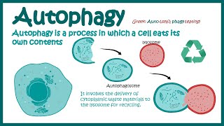 Autophagy  Introduction to Macroautophagy  Mechanism of Autophagy  fasting induce Autophagy [upl. by Edrahc]