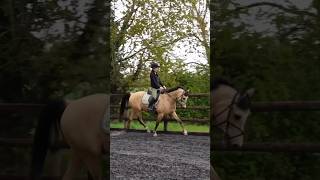 Jump saddle vs dressage saddle [upl. by Andrej]