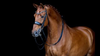 Worldclass Wolkenstein II x De Niro 10yo gelding [upl. by Aileno]