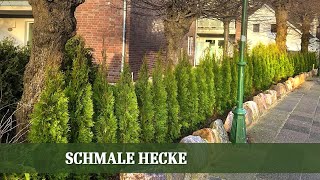 Welche Arten eignen sich für eine schmale Hecke [upl. by Lashonda]