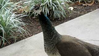 Unusual Peahen Call [upl. by Haile]