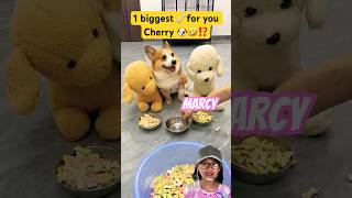 Woohoo Lunch Time woof woof ⁉️🥰🤣 funny pets shorts trending fyp cute [upl. by Neyugn]