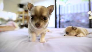 Chihuahua Puppies playing  Few months old puppies [upl. by Netneuq]