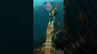 mantis shrimp DESTROYS sea animals with lightning fast spear arms shorts seaanimals mantisshrimp [upl. by Hatch]