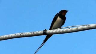 Ласточка деревенская  Hirundo rustica [upl. by Connie931]