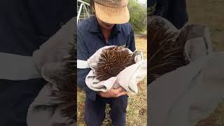 Person removes an Echidna from a backyard [upl. by Jensen]