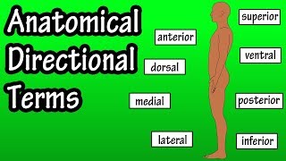 Anatomical Position And Directional Terms  Anatomical Terms  Directional Terms Anatomy [upl. by Anneliese671]