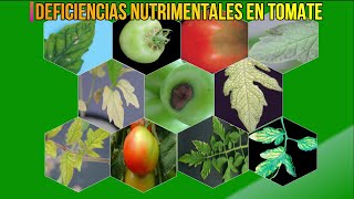 🍂 DEFICIENCIAS NUTRIMENTALES Y TOXICIDADES EN EL CULTIVO DE TOMATE [upl. by Aciras960]