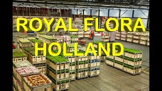 Netherlands Experience Royal Flora Holland Flower Market Holland Flower Auction House Holland [upl. by Issej]