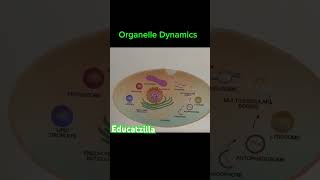 Organelle Dynamics [upl. by Esereht]