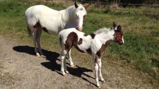 Coconut and Ellie Best Friends [upl. by Danette]