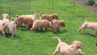 Goldador Puppies For Sale [upl. by Eatton]