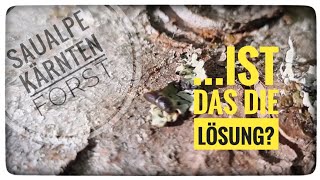 Die Fichte muß raus 🌲 ist das wirklich die Lösung 🤔 [upl. by Kira204]