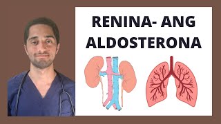 SISTEMA RENINA ANGIOTENSINA ALDOSTERONA  CARDIOLOGÍA [upl. by Ahsienel816]