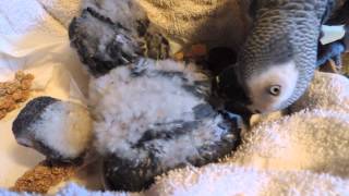 African Grey Parrot Babies 51813 [upl. by Lasser518]