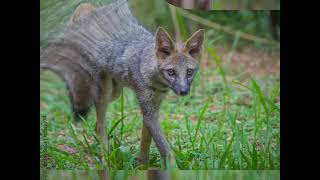 Hoary Foxes Mastery of Stealth [upl. by Orbadiah]