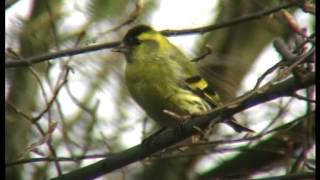 Der Erlenzeisig Zeisig im Wald  Carduelis spinus [upl. by Clarine956]