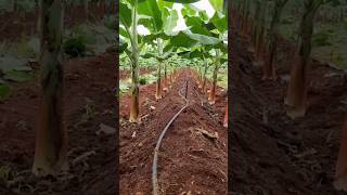 bananafarmingagriculturekrishichannelkrishifertilizershortvideo shorts [upl. by Llemart]