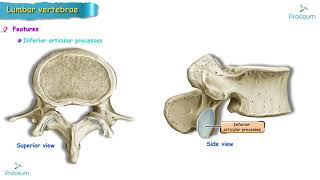 Anatomy of Lumbar vertebrae Osteology USMLE  Typical and Atypical lumbar vertebra [upl. by Maloy]