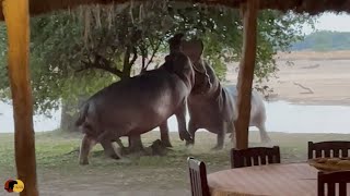 Angry Hippos Fight INSIDE PRIVATE CAMP [upl. by Oni]