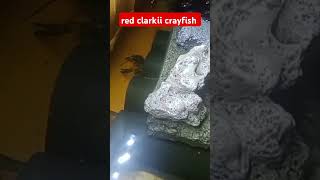 red clarkii crayfish crayfishfarm crayfish tropicalfish aquarium [upl. by Nelleoj]