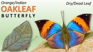 Orange Oakleaf Butterfly  Deadleaf Butterfly  Indian Oakleaf Butterfly [upl. by Natika]