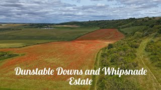 4K Drone Dunstable Downs and Whipsnade Estate 280624 Bedfordshire [upl. by Ikkiv]