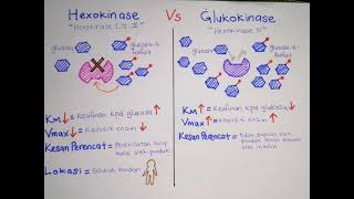 Apa itu isoenzim dan contohnya Heksokinase vs Glukokinase [upl. by Artima454]