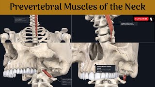 Prevertebral muscles of the neck  Longus cervicis amp capitis  Rectus capitis anterior amp Lateralis [upl. by Jabin778]