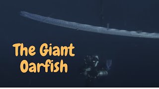 The Giant Oarfish Unraveling the Mysteries of the Deep Sea Serpent [upl. by Aneez]