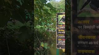 Guys😅Hmlog Zoo Gye The hmlog ko Chimpanzee mila hi nhi ytshorts viralvideo Nishantshouryavlogs [upl. by Bartko]