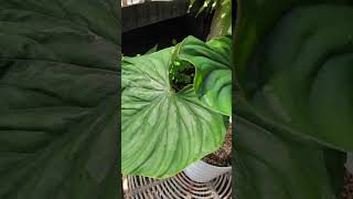 philodendron plowmanii round form [upl. by Acemat646]