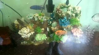 My aquarium set up [upl. by Maffa]