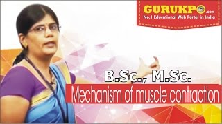 Mechanism of muscle contraction BSc MSc Lecture by Dr Priyanka Dadupanthi [upl. by Erelia]