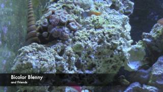 Bicolor Blenny Ecsenius bicolor [upl. by Lowry157]