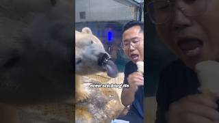 Daily life of polar bear and their keepers heartwarmingpets animallover cute funny [upl. by Gemma]