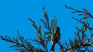 El Canto del Jilguero Campero Jilgueros en libertad Olympus OMD M5 MarkII 75300mm [upl. by Tyoh]