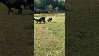 Remy  JAMMD5 ACRES  babygoats goatkid goatherd countrylife hobbyfarm goats thisislife cute [upl. by Eahsat]