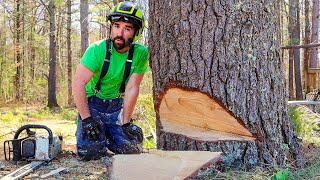 STEPBYSTEP GUIDE TO CUTTING LARGE TREES [upl. by Cornew]