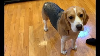 Three tips on how to train your beagle [upl. by Rinna]