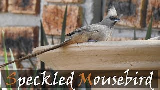 Speckled Mousebird Colius striatus Bird Call  Stories Of The Kruger [upl. by Gayel867]