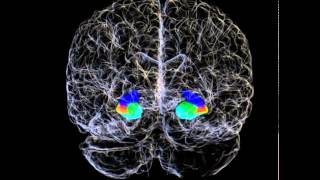 3D Hippocampus and Hippocampal Subfields of a Human Brain [upl. by Eicarg]