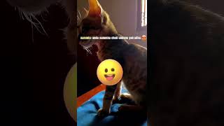 Nammba yaru vacuum poradhilla🐱🐱🐱catlovertrendingviralvadivel dialogueyoutubedogspet lovers [upl. by Suckow]