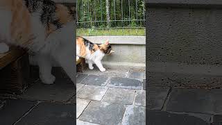 Cat tv live Snail show horns [upl. by Neal863]