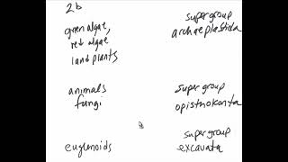 Gen Bio 2 low tech review  eukaryotic lineage supergroup drama [upl. by Nosirrag795]