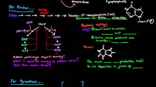 Purine and Pyrimidine Nucleotide Biosynthesis [upl. by Rusty755]