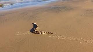 WATCH Massive Gaboon viper tagged and released in Zululand [upl. by Sulrac170]