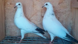 Tippler pigeon cage  tippler pigeons released [upl. by Aneelad]