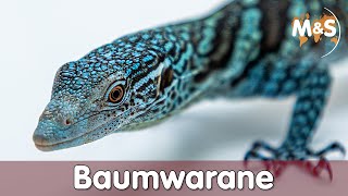 Baumwarane  Gelb Grün Schwarz Blau [upl. by Niotna]